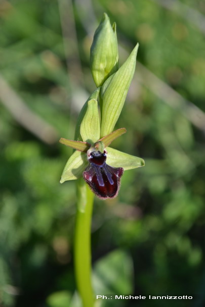 Ophrys incubacea